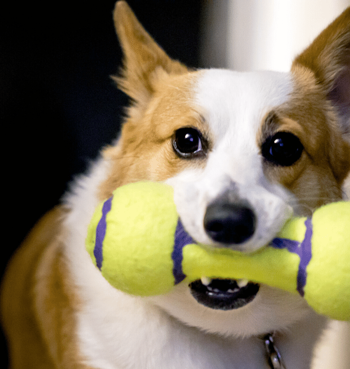 Dog Boarding Logan Utah Dog Boarding Logan Utah